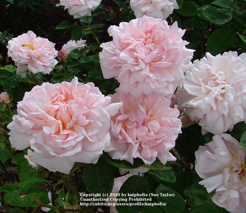 Photo of Rose (Rosa 'Eglantyne') uploaded by kniphofia