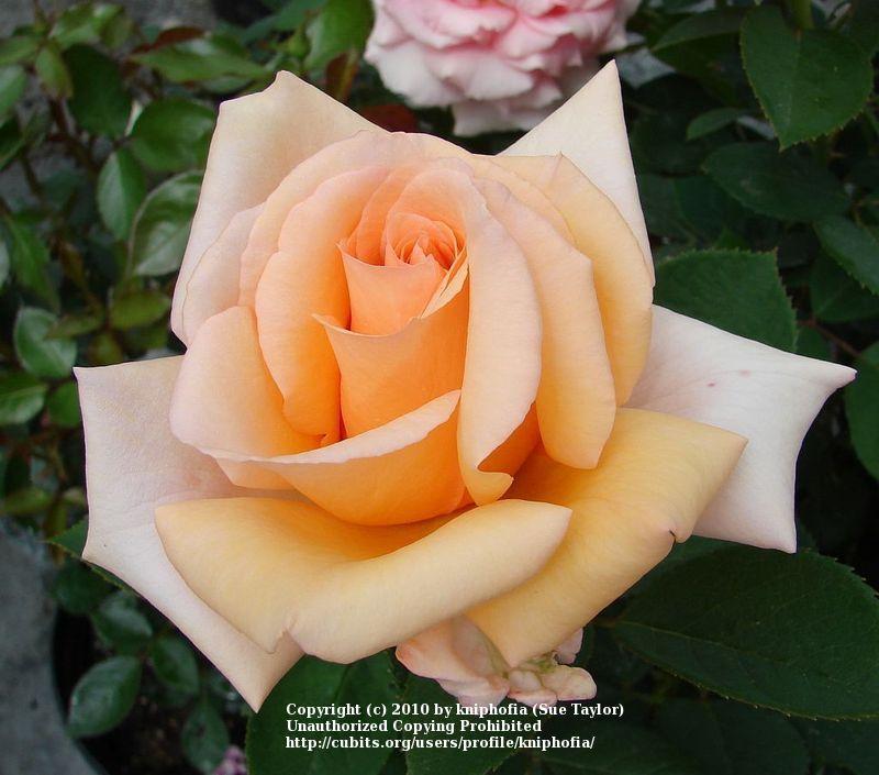 Photo of Rose (Rosa 'Midas Touch') uploaded by kniphofia