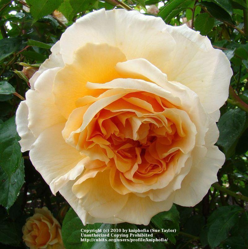 Photo of Rose (Rosa 'Pegasus') uploaded by kniphofia