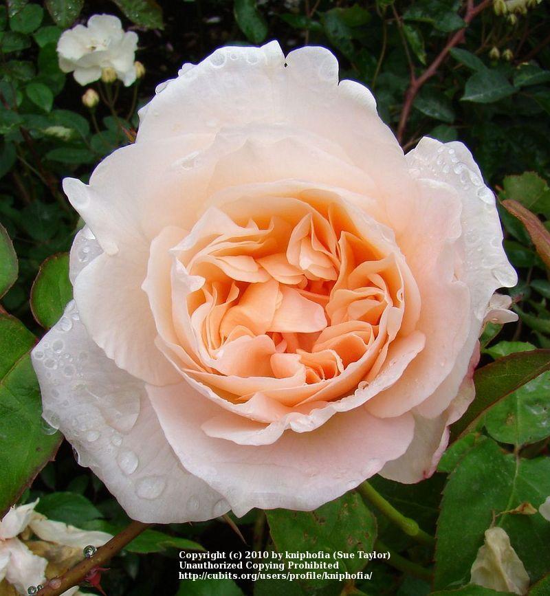 Photo of Rose (Rosa 'Mary Magdalene') uploaded by kniphofia