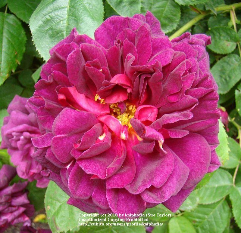 Photo of Rose (Rosa 'Chianti') uploaded by kniphofia