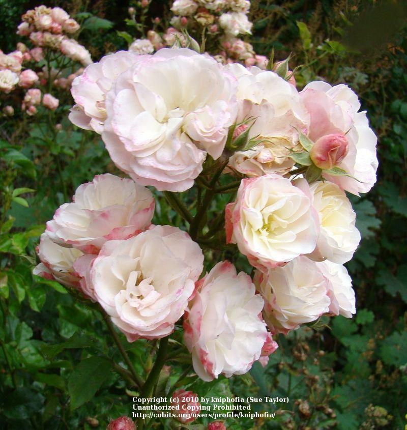 Photo of Rose (Rosa 'Bouquet Parfait') uploaded by kniphofia