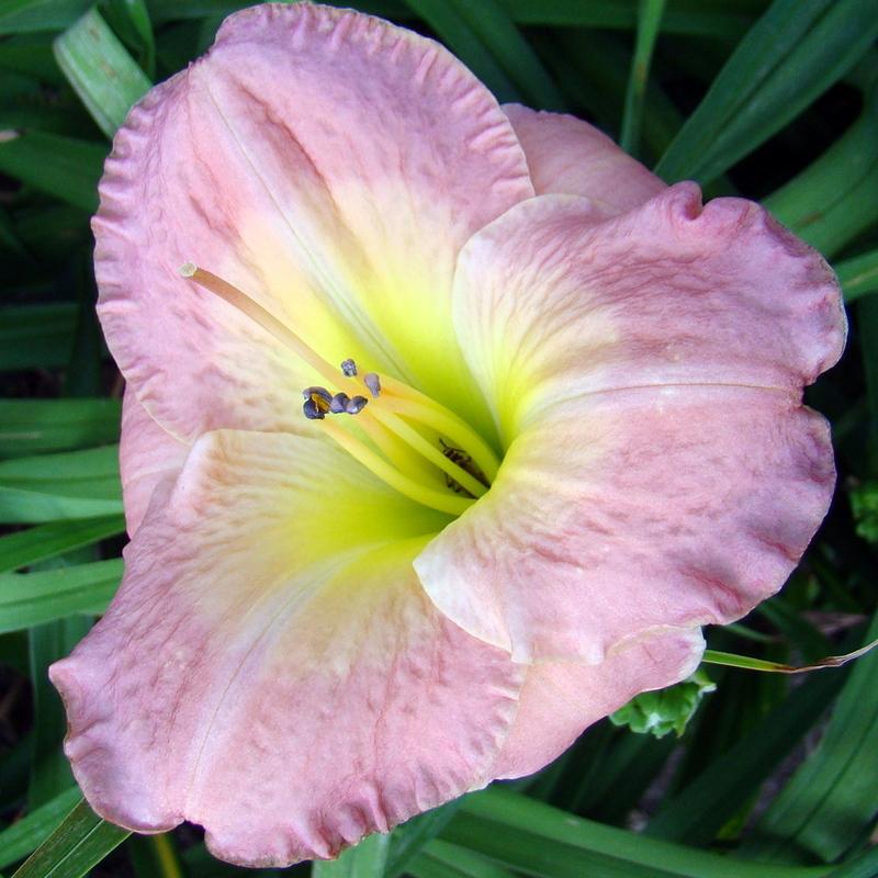 Photo of Daylily (Hemerocallis 'Superficial Sighs') uploaded by stilldew