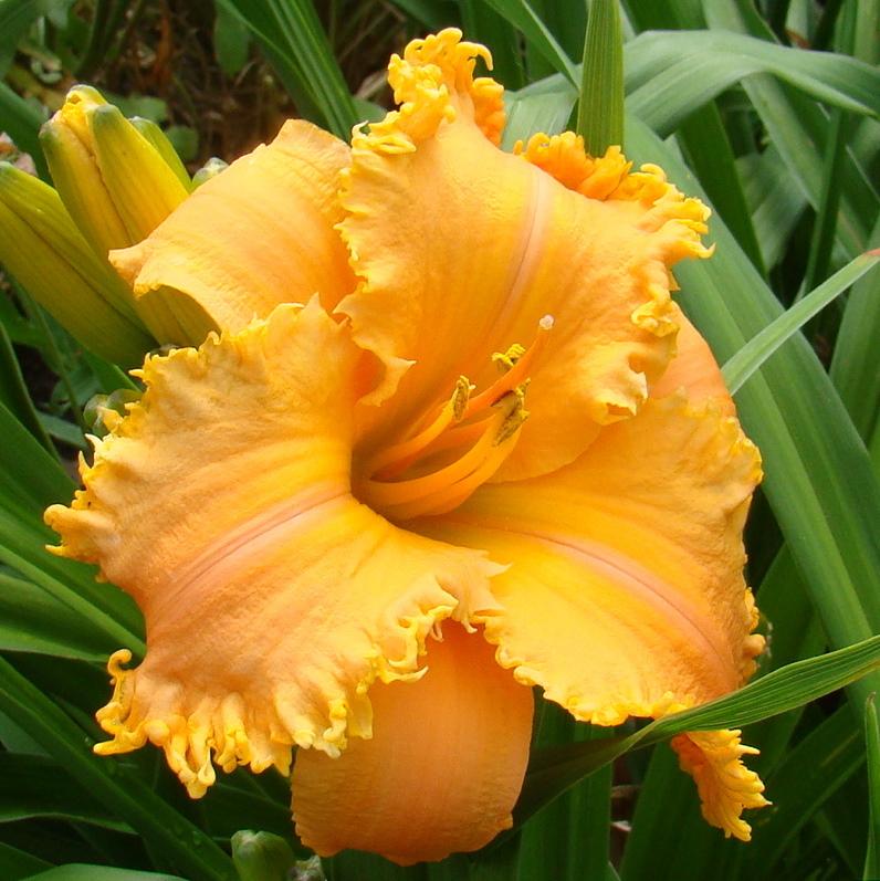 Photo of Daylily (Hemerocallis 'Crown of Creation') uploaded by stilldew