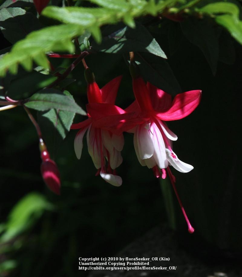 Photo of Hardy Fuchsia (Fuchsia 'Madame Cornelissen') uploaded by floraSeeker_OR