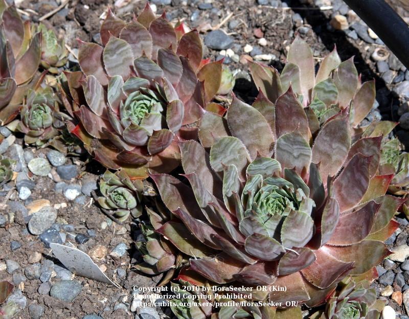 Photo of Hen and Chicks (Sempervivum 'Lilac Queen') uploaded by floraSeeker_OR