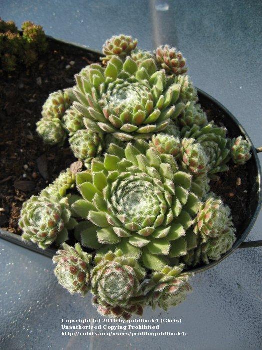 Photo of Hen and Chicks (Sempervivum 'Silver Thaw') uploaded by goldfinch4