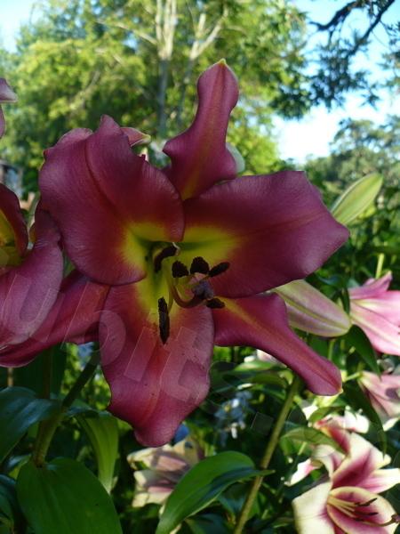 Photo of Lily (Lilium 'Satisfaction') uploaded by magnolialover