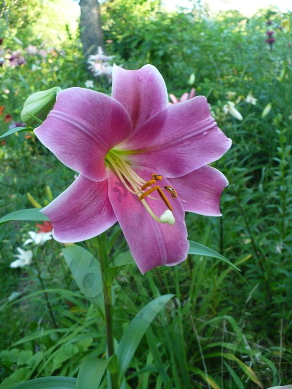Photo of Lily (Lilium 'El Condor') uploaded by magnolialover