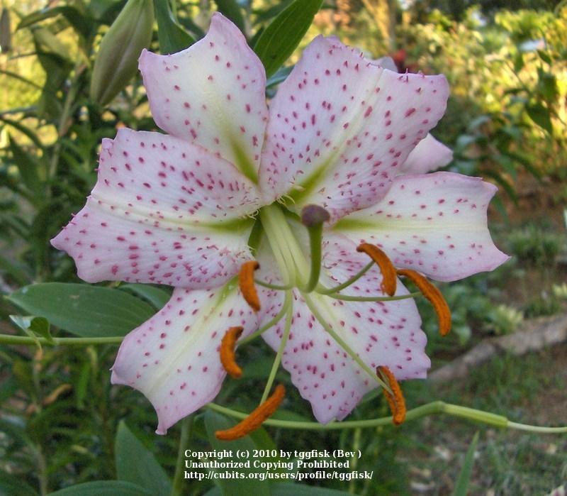 Photo of Lily (Lilium 'Lavender Gem') uploaded by tggfisk