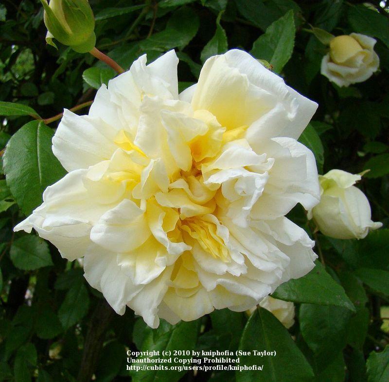 Photo of Rambling Rose (Rosa 'Alberic Barbier') uploaded by kniphofia