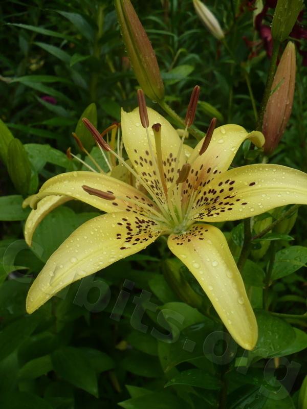 Photo of Lily (Lilium 'Indian Brave') uploaded by magnolialover