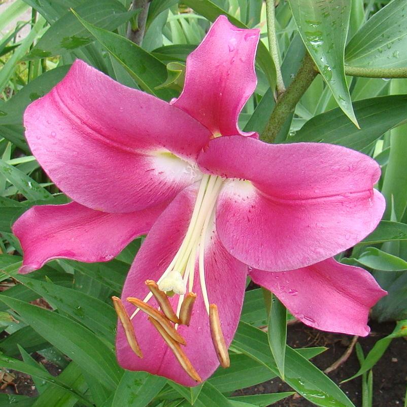 Photo of Lily (Lilium 'Robina') uploaded by stilldew