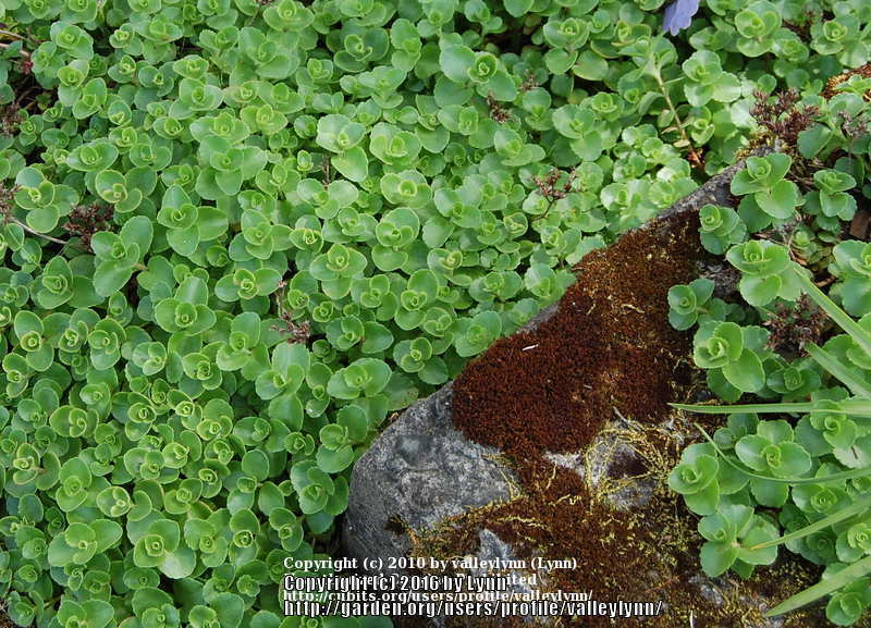 Photo of Two-Row Stonecrop (Phedimus spurius 'Green Mantle') uploaded by valleylynn