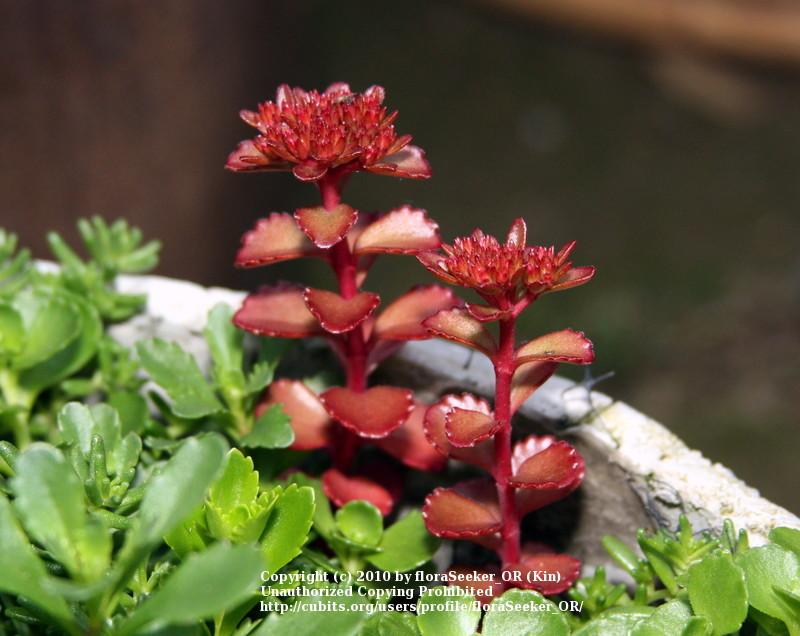 Photo of Two-Row Stonecrop (Phedimus spurius 'Ruby Mantle') uploaded by floraSeeker_OR