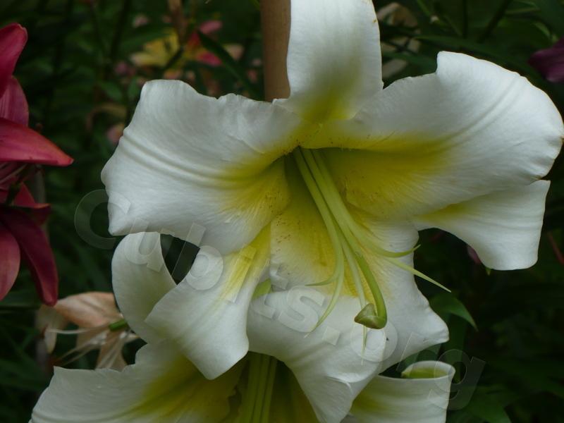 Photo of Lily (Lilium 'Ice Caves') uploaded by magnolialover