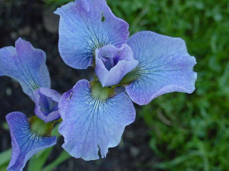 Photo of Siberian Iris (Iris 'Seneca Pastel Charm') uploaded by BestemorB