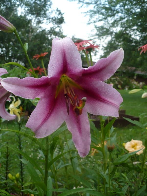 Photo of Lily (Lilium 'Purple King') uploaded by magnolialover