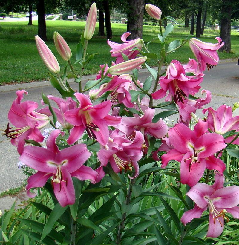 Photo of Lily (Lilium 'Robina') uploaded by stilldew