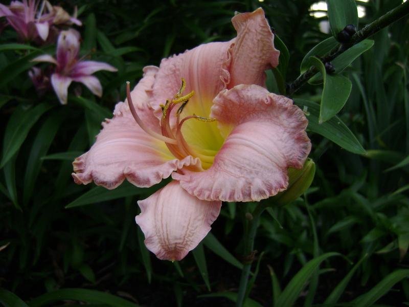 Photo of Daylily (Hemerocallis 'Romantic Dreams') uploaded by TwinLakesChef