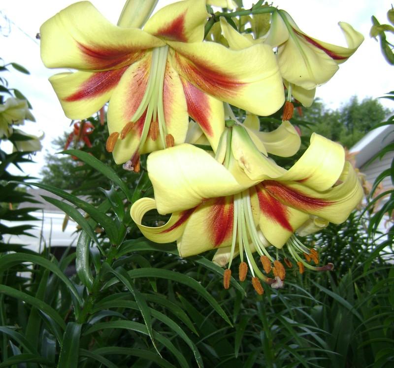 Photo of Lily (Lilium 'Robert Swanson') uploaded by TwinLakesChef