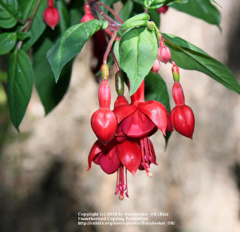 Photo of Fuchsia 'Marinka' uploaded by floraSeeker_OR
