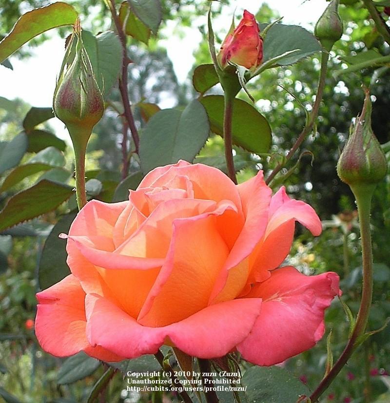 Photo of Rose (Rosa 'Boulie's Dream') uploaded by zuzu
