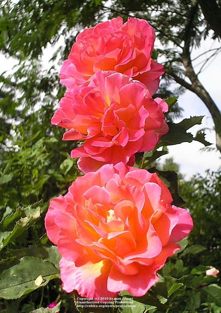 Photo of Rose (Rosa 'Granada') uploaded by zuzu
