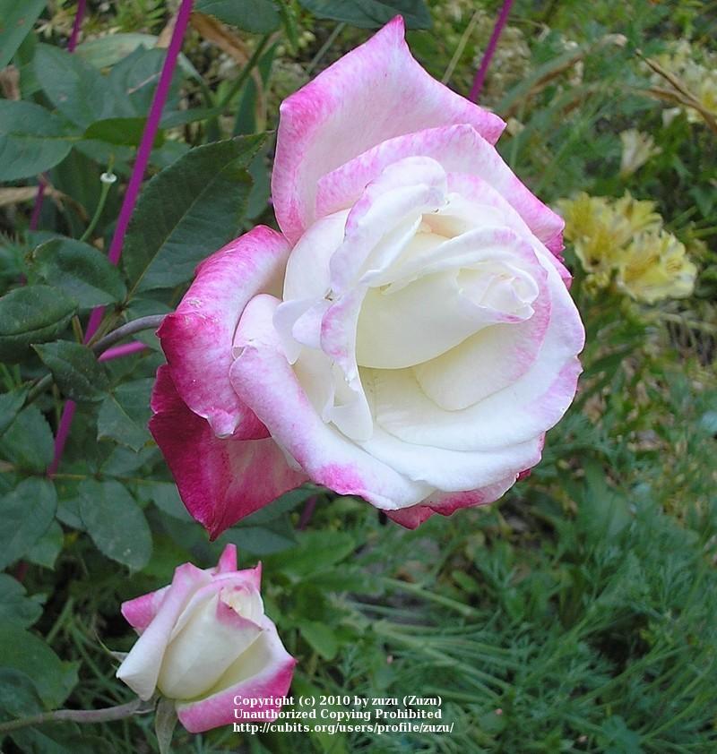 Photo of Rose (Rosa 'Headliner') uploaded by zuzu