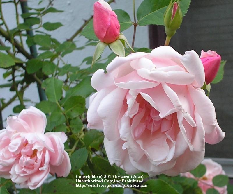 Photo of Rambling Rose (Rosa 'Albertine') uploaded by zuzu
