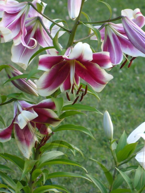 Photo of Lily (Lilium 'Invasion') uploaded by magnolialover