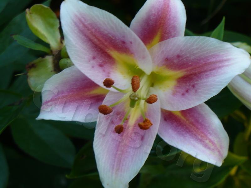 Photo of Lily (Lilium 'Angelique') uploaded by magnolialover