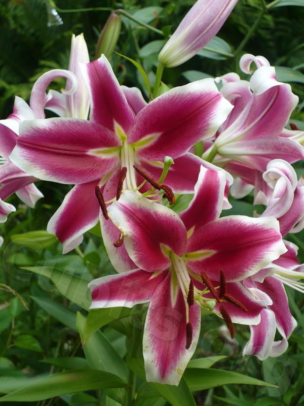 Photo of Lily (Lilium 'Flashpoint') uploaded by magnolialover