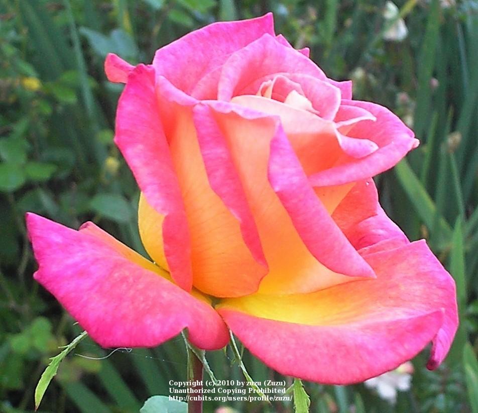 Photo of Rose (Rosa 'Jolly') uploaded by zuzu