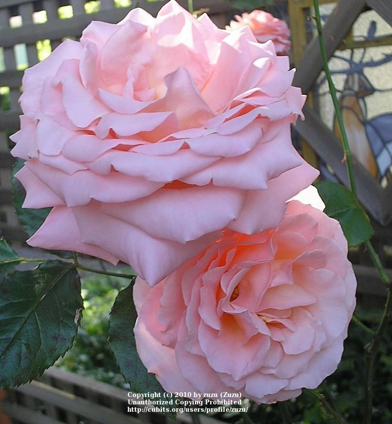 Photo of Rose (Rosa 'Bill Warriner') uploaded by zuzu
