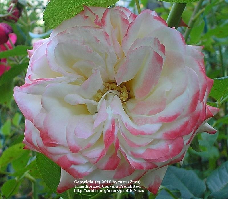 Photo of Rose (Rosa 'Imperatrice Farah') uploaded by zuzu