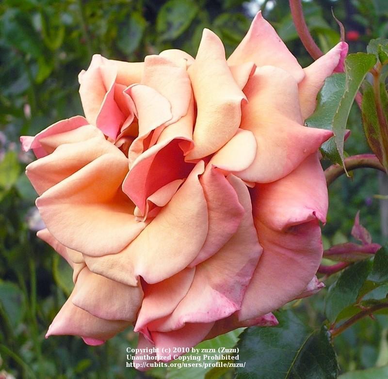 Photo of Rose (Rosa 'Ann Henderson') uploaded by zuzu