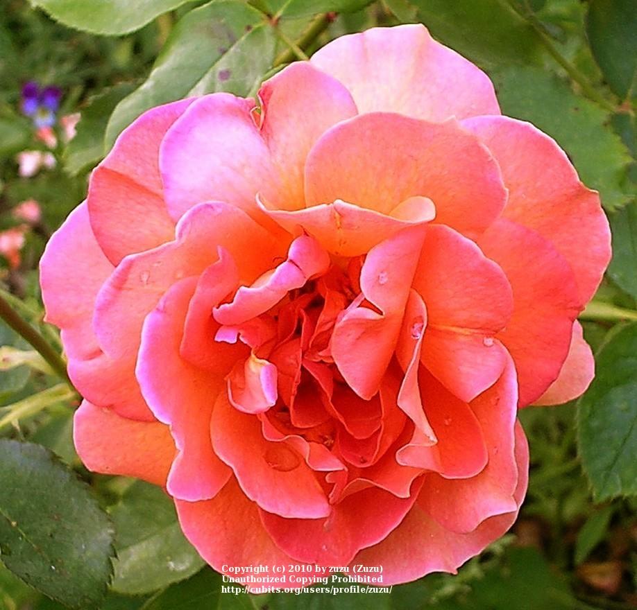 Photo of Rose (Rosa 'Bettina') uploaded by zuzu