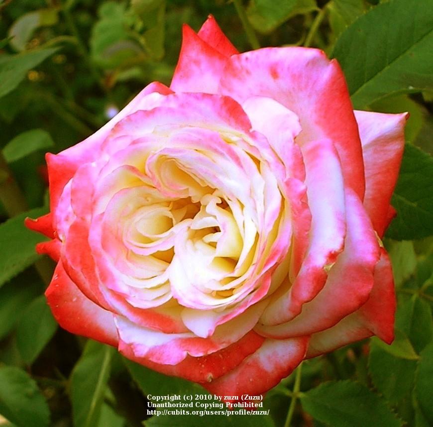 Photo of Rose (Rosa 'Imperatrice Farah') uploaded by zuzu