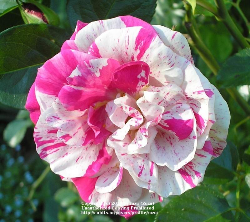 Photo of Rose (Rosa 'Berries 'n' Cream') uploaded by zuzu