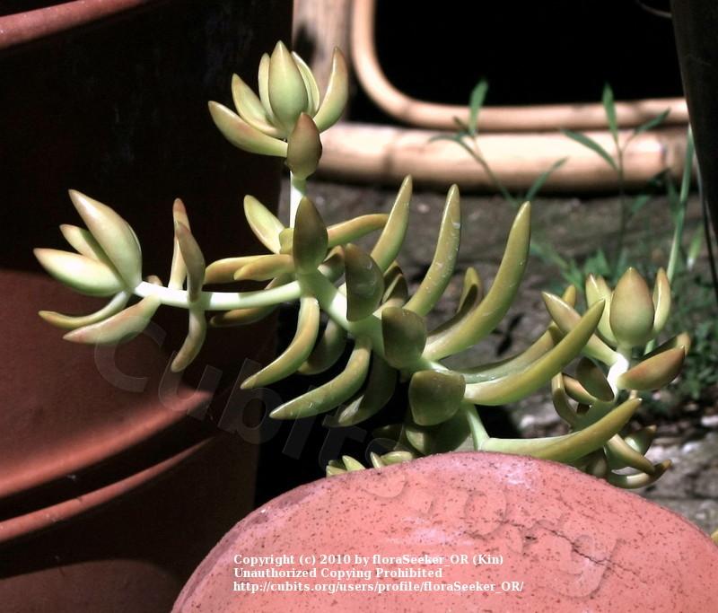 Photo of Stonecrop (Sedum adolphi 'Coppertone') uploaded by floraSeeker_OR