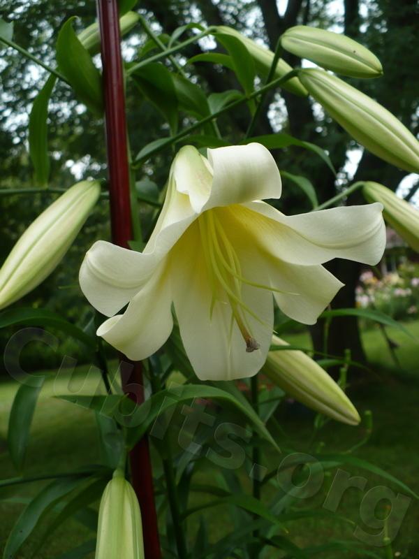 Photo of Lily (Lilium 'Opulent') uploaded by magnolialover