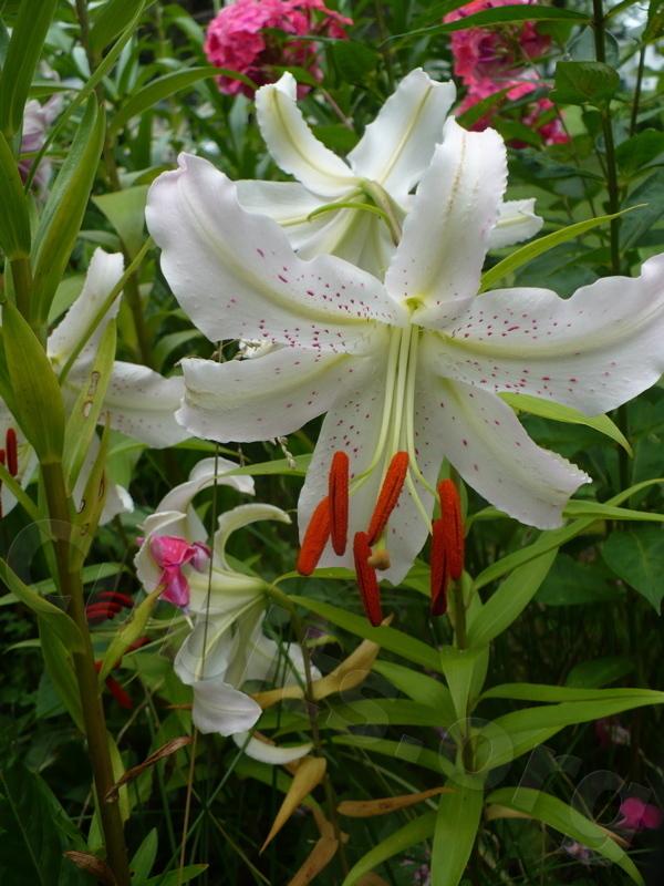 Photo of Lily (Lilium 'Bewitched') uploaded by magnolialover