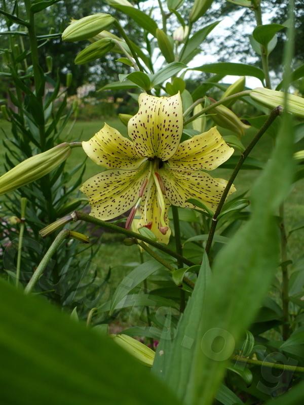 Photo of Lily (Lilium 'Henry's Surprise') uploaded by magnolialover
