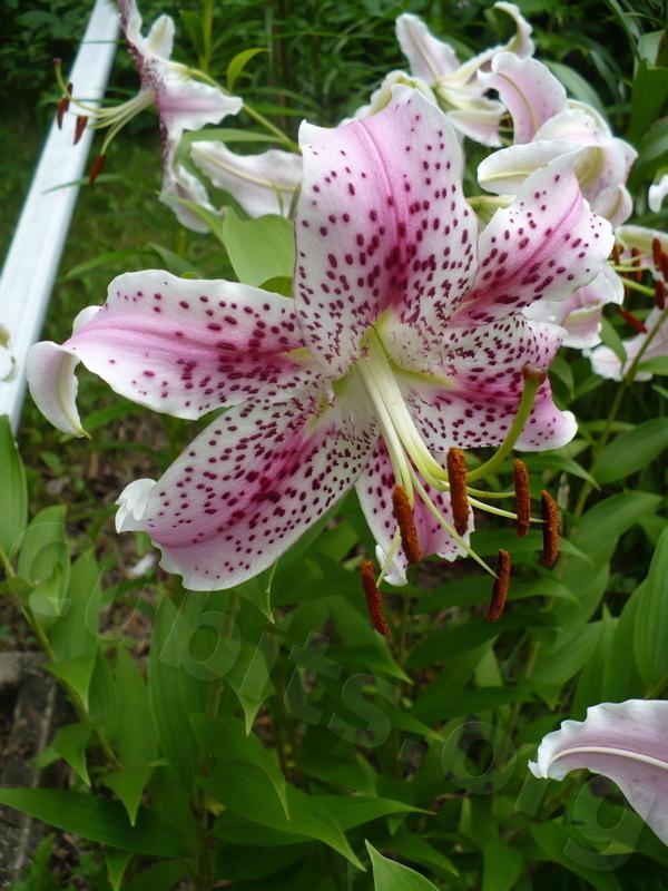Photo of Lily (Lilium 'Salsa [Lisa Hunt]') uploaded by magnolialover