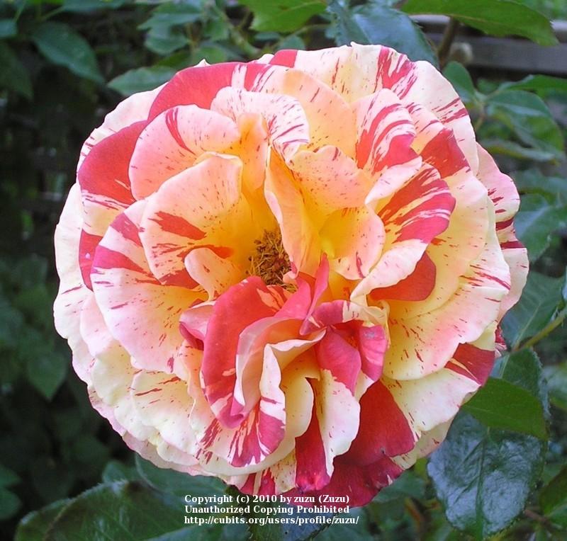 Photo of Rose (Rosa 'Oranges 'n' Lemons') uploaded by zuzu