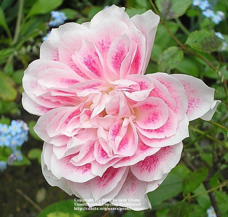 Photo of Rose (Rosa 'The Dahlia Rose') uploaded by zuzu