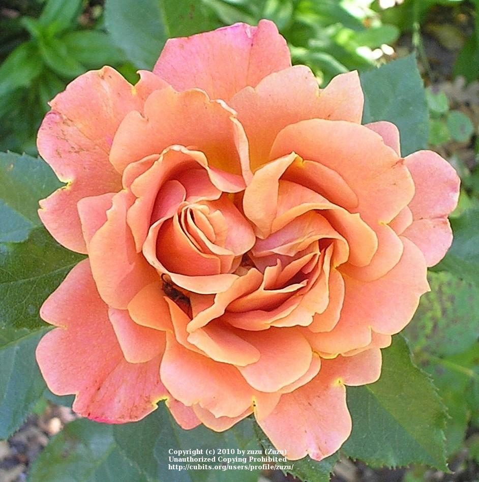 Photo of Rose (Rosa 'Pumpkin Patch') uploaded by zuzu