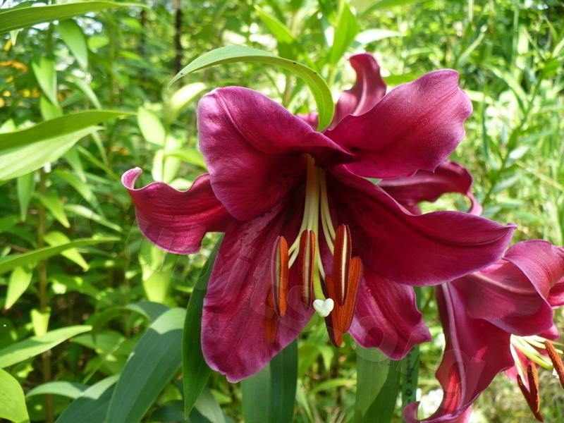 Photo of Lily (Lilium 'Mambo') uploaded by magnolialover