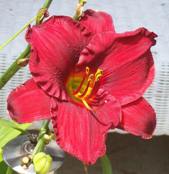 Photo of Daylily (Hemerocallis 'Old Time Rock N' Roll') uploaded by pastime